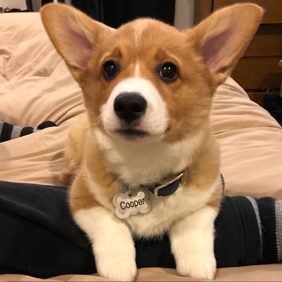 Meet your Posher, Hillary - Picture 4 of 5